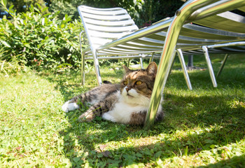 tabby white british shorthair cat lying on grass relaxing in the shade of a sun bed on a hot and...