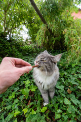 Naklejka na ściany i meble human hand feeding young blue tabby white maine coon cat with dry food treat outdoors in the back yard on ivy