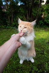 Naklejka na ściany i meble human hand feeding young cream tabby white ginger maine coon cat with dry food treat outdoors in the back yard on a sunny day