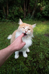 Naklejka na ściany i meble young hungry playful cream tabby white ginger maine coon cat biting finger of human hand looking up greedy outdoors on grass