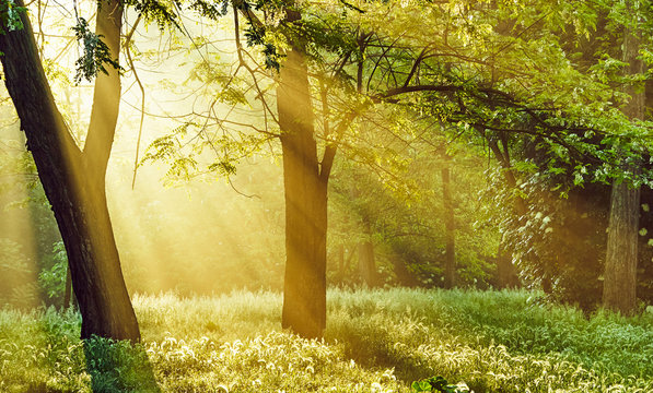 Sunrise Sunrays Filter Through The Trees And Shed A Soft Light On The Grass, Transmitting A Sense Of Peacefulness And Hope For A New Beautiful Day And A Bright Future To Come