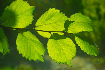 green  leaf close up