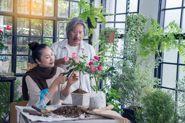 sian elderly couple grow roses, add soil, fertilize and Pruning roses in pots to prepare watering in greenhouse .lifestyle and hobby concept
