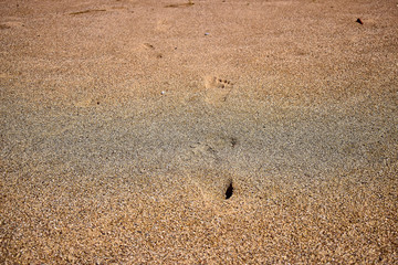 Traces of bare feet on the seas of sand