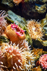 Marine life with sea anemone under water.