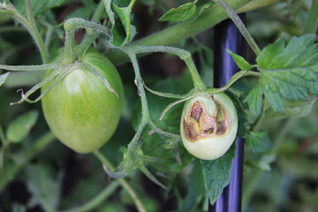 Scarring and malformation. Tomato diseases. Green tomatoes decay on the bush
