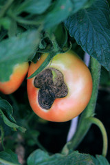 Tomatoes diseases. Semi-red  tomatoes rot on the bush. Tomato catface. 