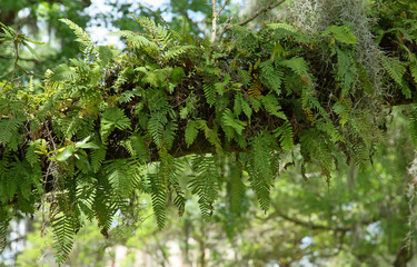 Spanish moss and ferns on a live oak branch
