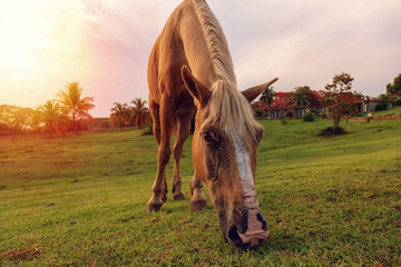 Horse eating green grass in a field during a cloudy sunset. Taken in Trinidad, Cuba.