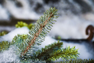 Icy Pine Needle Frozen During The Winter Storm and Become An Icicle Plant, Ellensburg, WA, USA