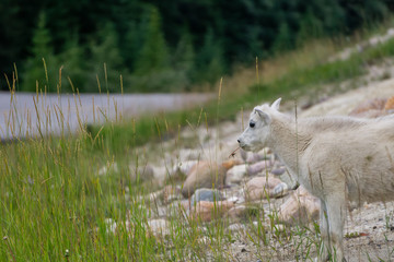Naklejka na ściany i meble Young Mountain Goat in Jasper National Park, Alberta, Canada.