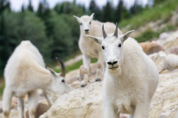 Fototapeta premium Mother Mountain Goat and her kid in Jasper National Park, Alberta, Canada.