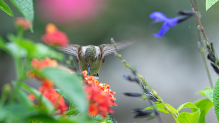 Hummingbird in the Lantana