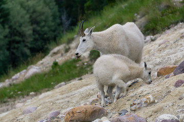 Naklejka na ściany i meble Mother Mountain Goat and her kid in Jasper National Park, Alberta, Canada.