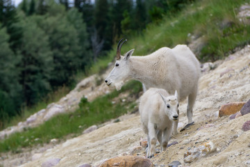 Mother Mountain Goat and her kid in Jasper National Park, Alberta, Canada.