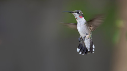 I Stop of Bees