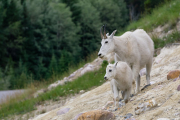 Obraz premium Mother Mountain Goat and her kid in Jasper National Park, Alberta, Canada.