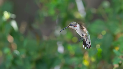 Keep an Eye on the Garden