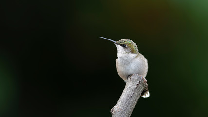 Shady Perch