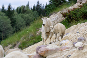 Obraz na płótnie Canvas Mother Mountain Goat and her kid in Jasper National Park, Alberta, Canada.