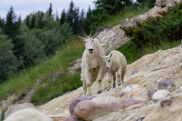 Obraz premium Mother Mountain Goat and her kid in Jasper National Park, Alberta, Canada.