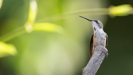 The Guardian