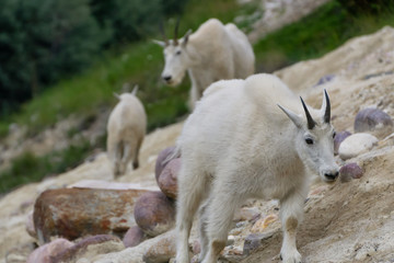 Mother Mountain Goat and her kid in Jasper National Park, Alberta, Canada.