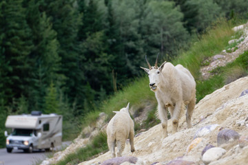 Fototapeta premium Mother Mountain Goat and her kid in Jasper National Park, Alberta, Canada.