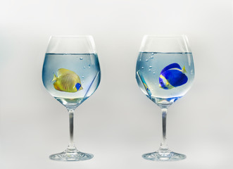 Fish Videoconference