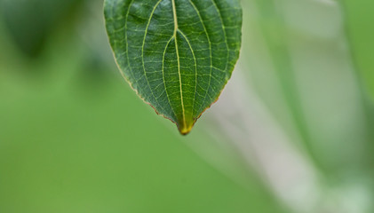 Leaf