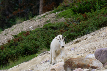 Obraz na płótnie Canvas Mountain Goat in Jasper National Park, Alberta, Canada.