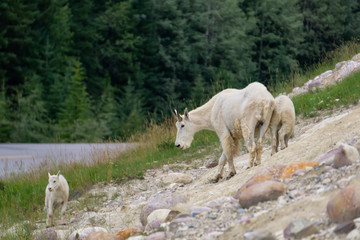 Mother Mountain Goat and her kid in Jasper National Park, Alberta, Canada.