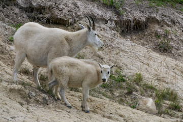 Mother Mountain Goat and her kid in Jasper National Park, Alberta, Canada.