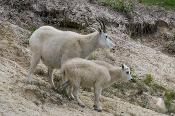 Mother Mountain Goat and her kid in Jasper National Park, Alberta, Canada.