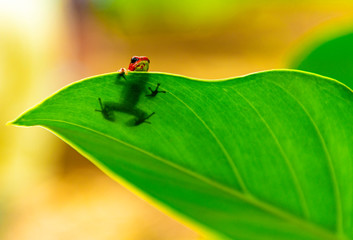 Close up of a strawberry dart frog (Oophaga Pumilio) on the Caribbean island of Bastimentos inside...