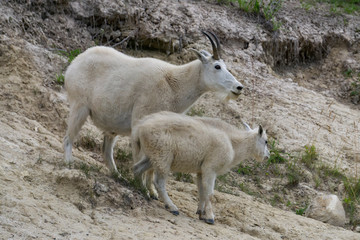 Mother Mountain Goat and her kid in Jasper National Park, Alberta, Canada.