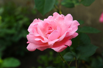 Beautiful blooming pink rose in garden on summer day
