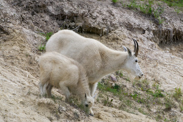 Mother Mountain Goat and her kid in Jasper National Park, Alberta, Canada.