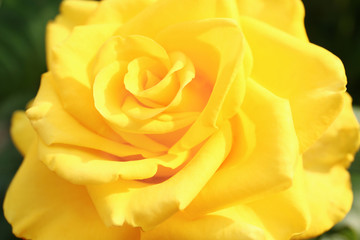 Beautiful blooming yellow rose in garden on summer day, closeup
