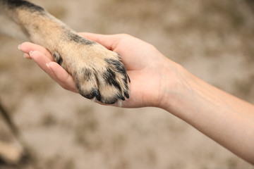 Woman holding dog's paw on blurred background, closeup. Concept of volunteering