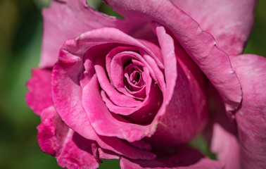 Pink Rose