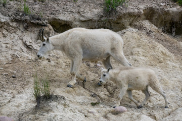 Fototapeta premium Mother Mountain Goat and her kid in Jasper National Park, Alberta, Canada.