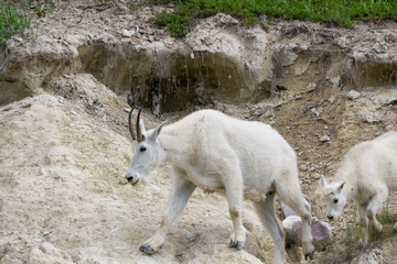 Mother Mountain Goat and her kid in Jasper National Park, Alberta, Canada.