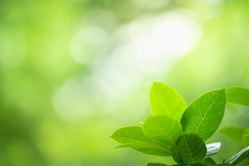 Fototapeta na wymiar Closeup nature view of green leaf on greenery blurred background under sunlight