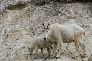 Mother Mountain Goat and her kid in Jasper National Park, Alberta, Canada.