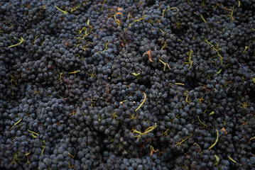 Fresh grape bunches as background for wine making and winery concept