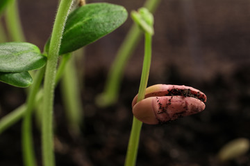 Little green seedlings growing in soil, closeup view