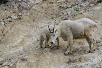 Mother Mountain Goat and her kid in Jasper National Park, Alberta, Canada.