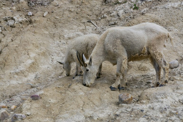 Mother Mountain Goat and her kid in Jasper National Park, Alberta, Canada.