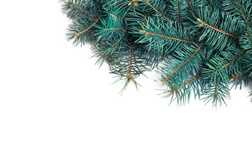 Christmas tree branches on white background, top view
